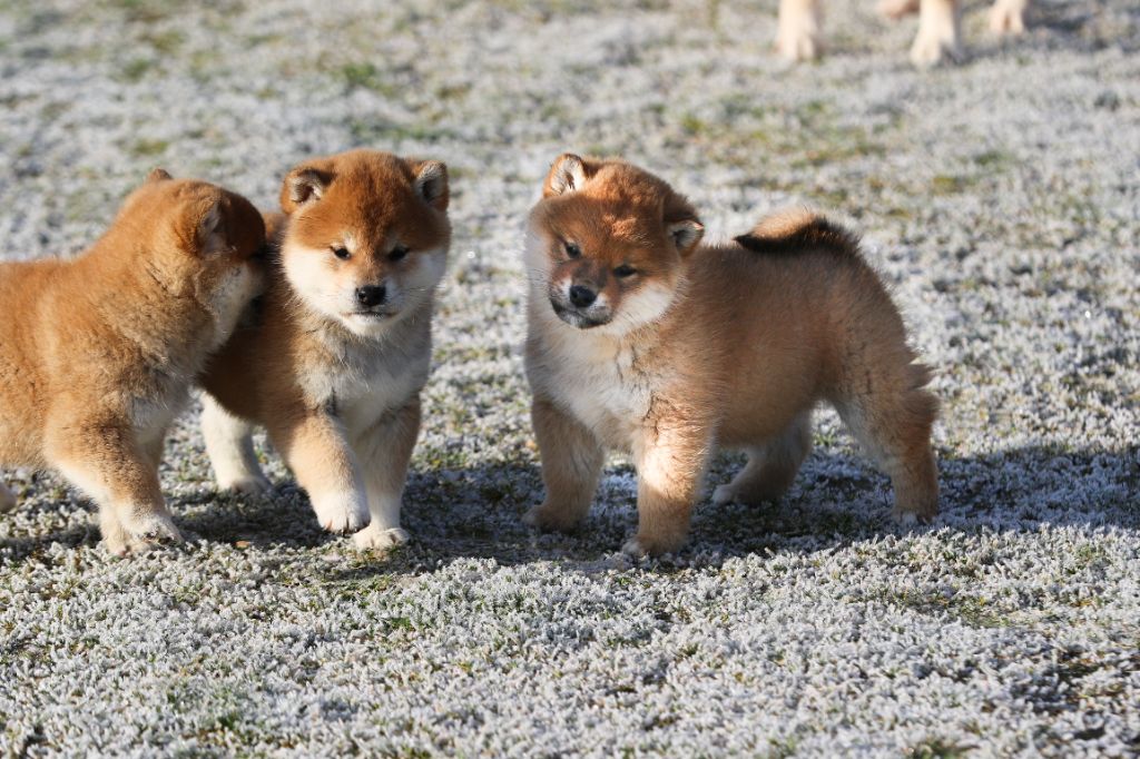 chiot Shiba Go Sakura Kensha