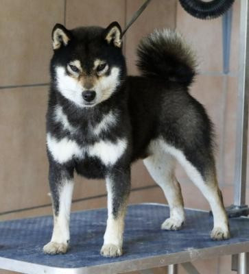 Itsumo-tarou Go shun'you kensha