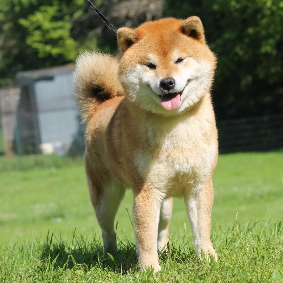 CH. terra astreya Motoya