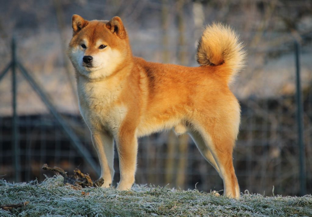 CH. terra astreya Motoya