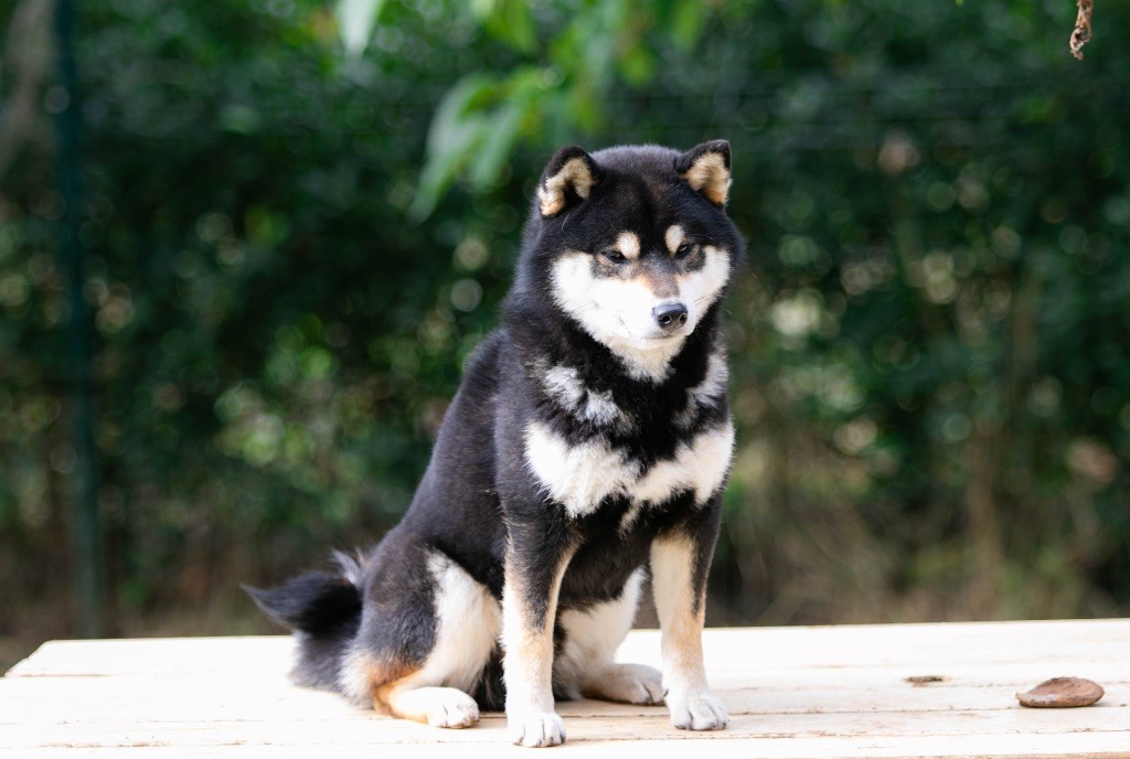 Taigen go ise chumaso