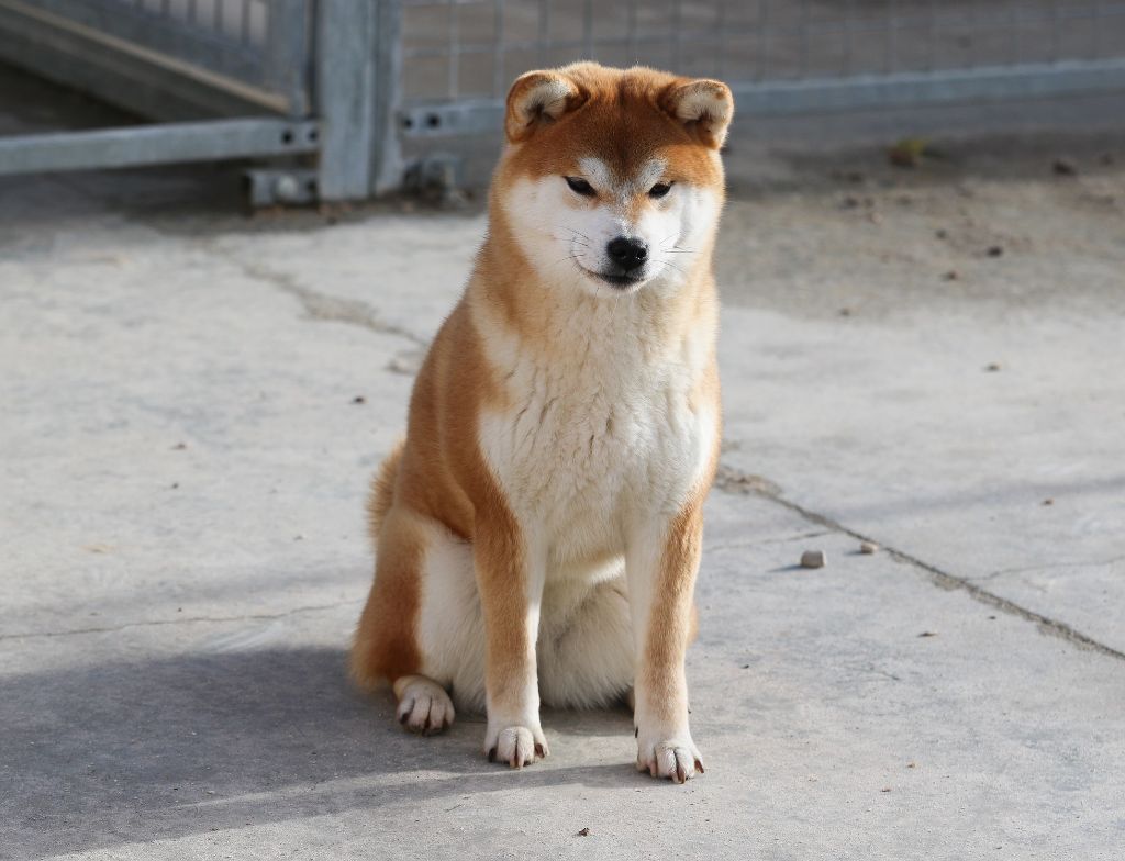 Very orenji Go Sakura Kensha