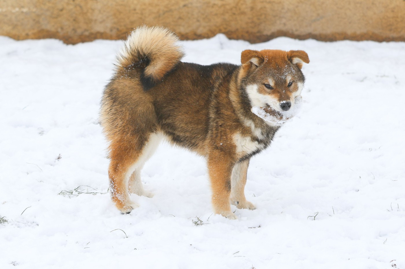 Arrow Go Sakura Kensha