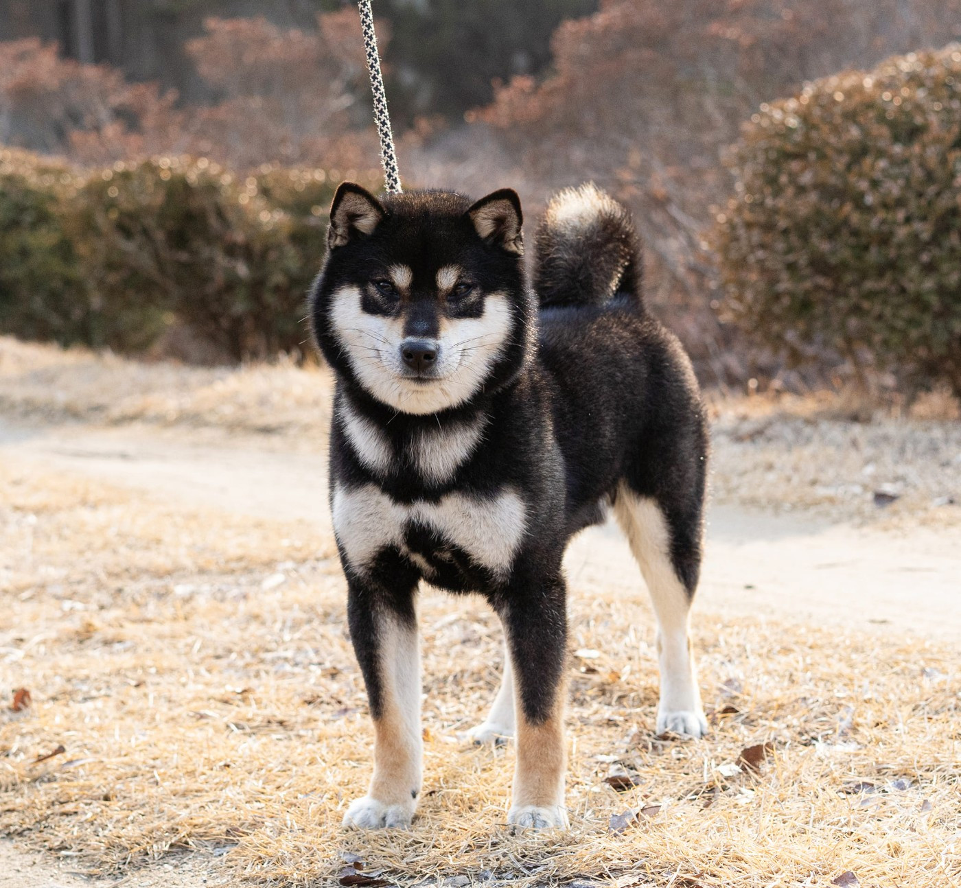 Goriki Go Okawashofuso Jp