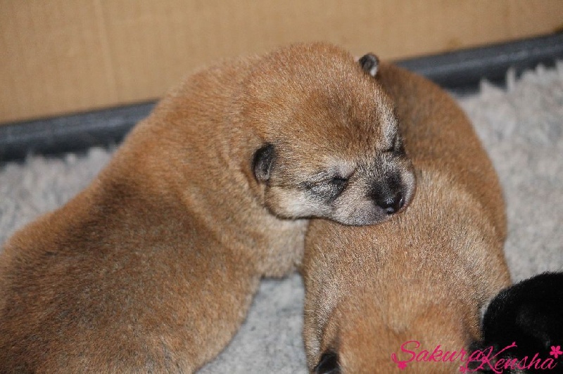 Go Sakura Kensha - Shiba - Portée née le 16/07/2015