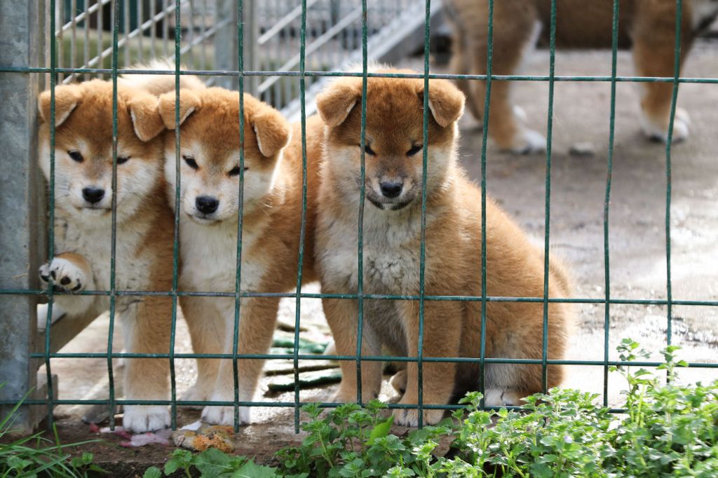 Go Sakura Kensha - Shiba - Portée née le 06/09/2025