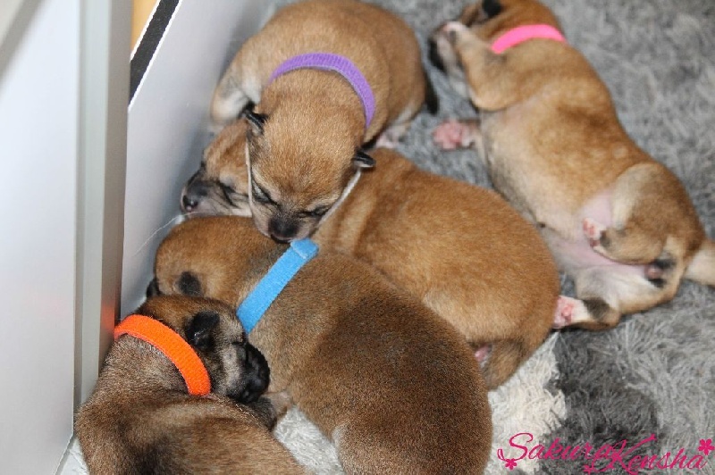 Go Sakura Kensha - Shiba - Portée née le 21/07/2015