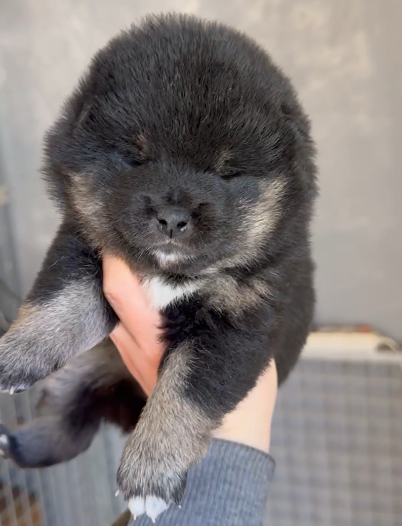 Go Sakura Kensha - Chiots disponibles - Shiba