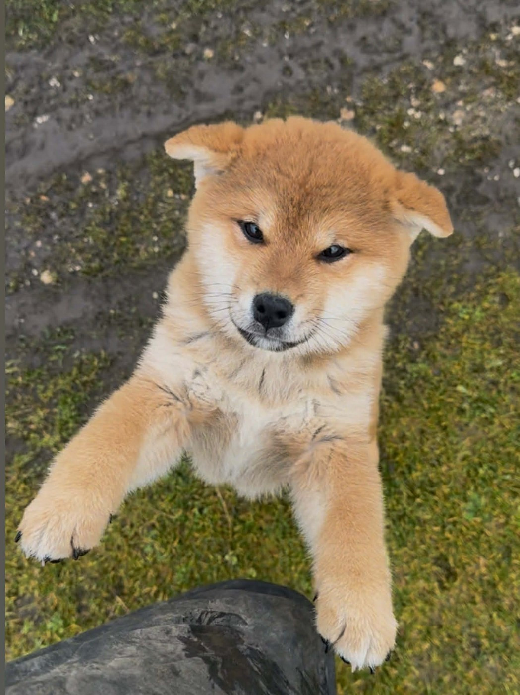 Go Sakura Kensha - Chiots disponibles - Shiba