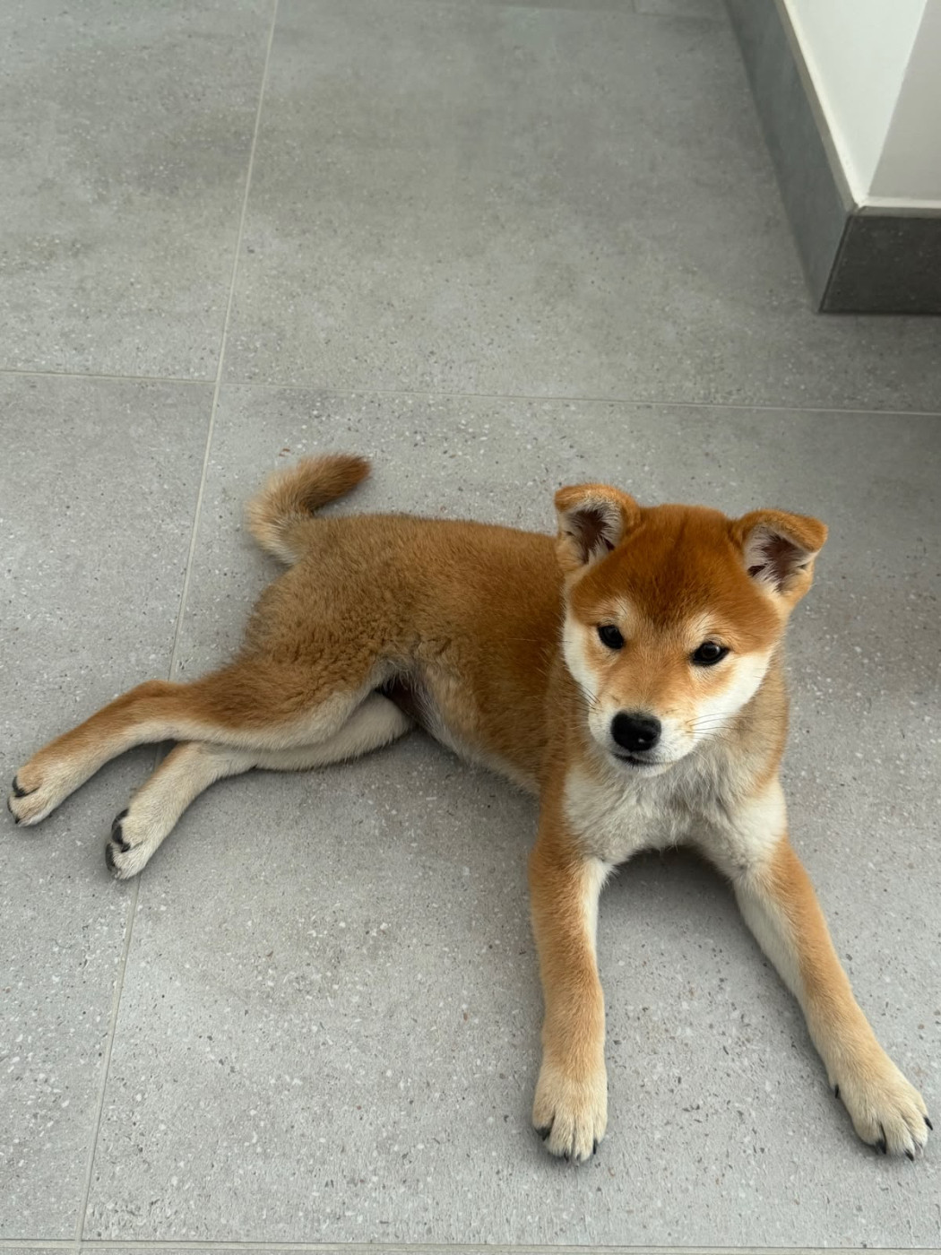 Go Sakura Kensha - Chiots disponibles - Shiba