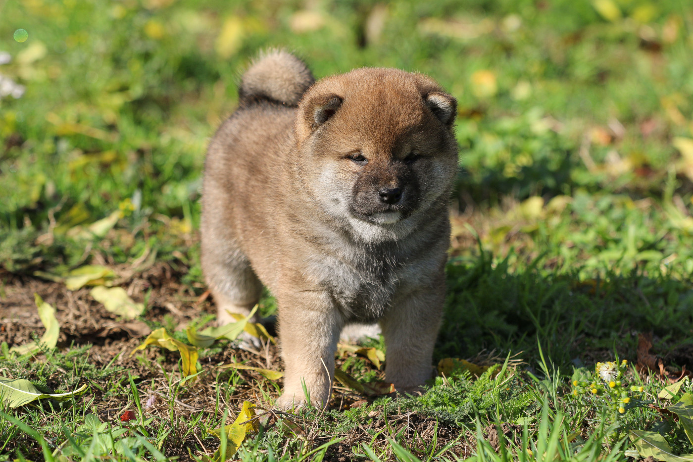 Go Sakura Kensha - Chiots disponibles - Shiba