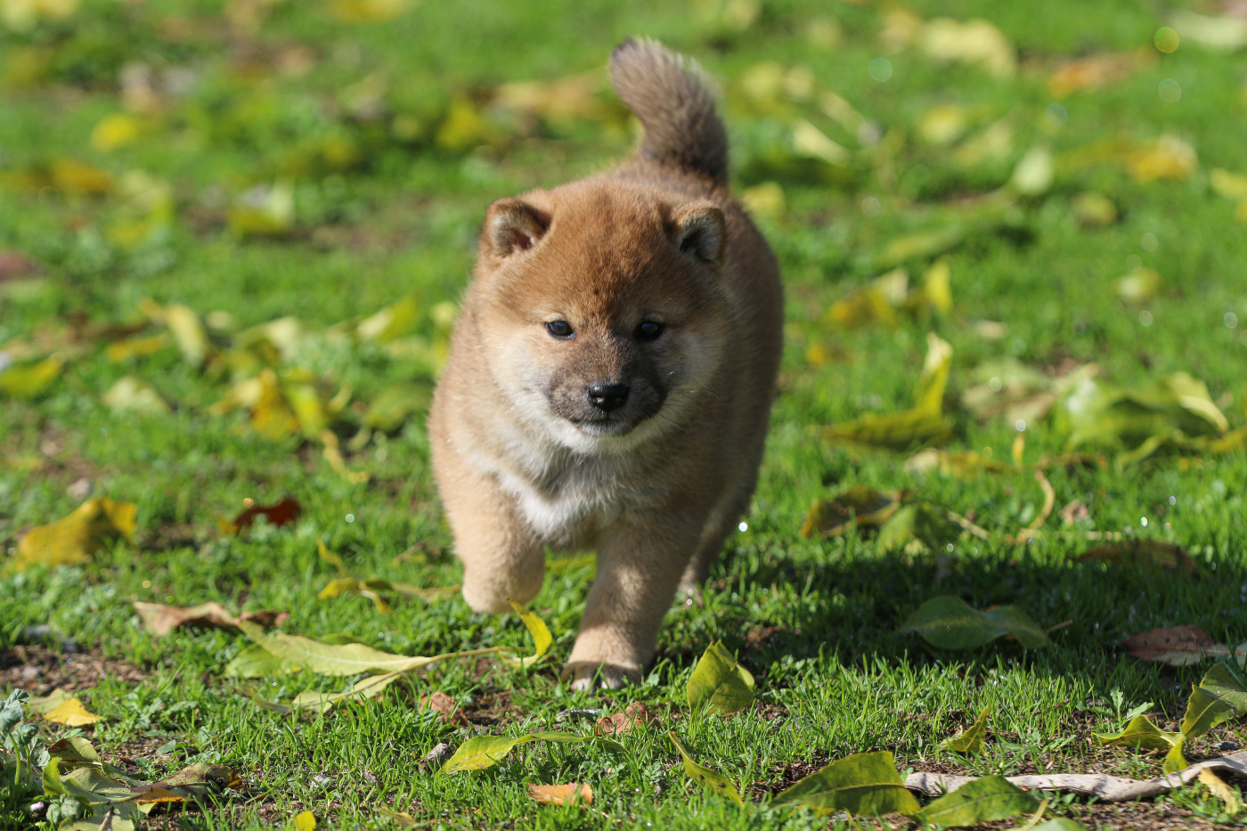 Go Sakura Kensha - Chiots disponibles - Shiba