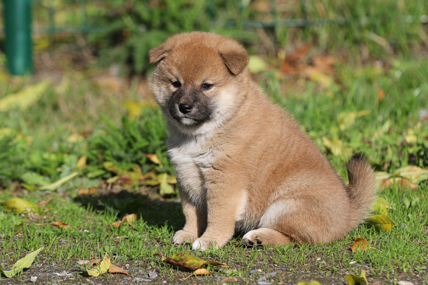Go Sakura Kensha - Chiots disponibles - Shiba