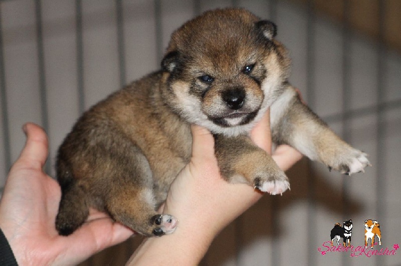 Go Sakura Kensha - Shiba - Portée née le 10/02/2016
