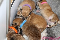 CHIOT