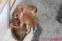 CHIOT