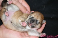 CHIOT