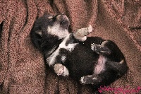 CHIOT