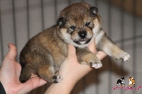 CHIOT