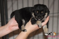 CHIOT