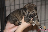 CHIOT