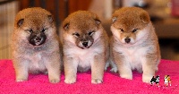 CHIOT