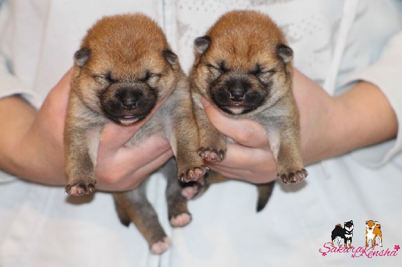 Go Sakura Kensha - Shiba - Portée née le 17/02/2016