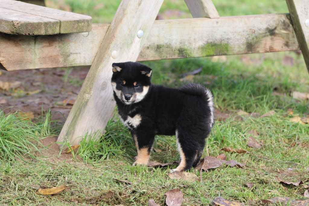 Go Sakura Kensha - Shiba - Portée née le 27/09/2024