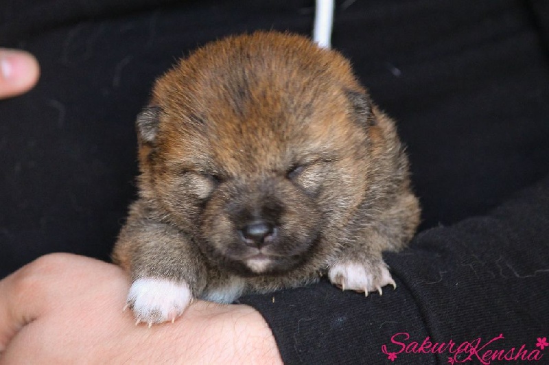 Go Sakura Kensha - Shiba - Portée née le 09/07/2015