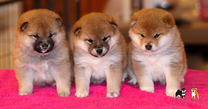 Go Sakura Kensha - Shiba - Portée née le 24/01/2016